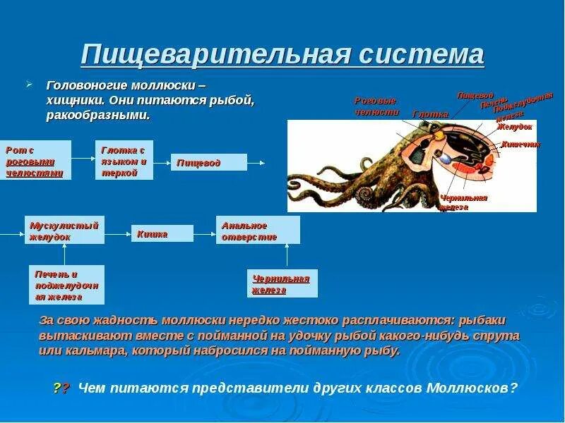 Класс головоногие выделительная система. Пищеварительная система головоногих моллюсков. тип нервная система головоногих моллюски. выделительная система головоногие моллюски 7 класс биология. класс головоногие пищеварительная система.