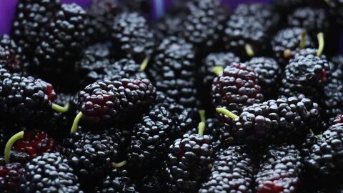 Mulberry перевод