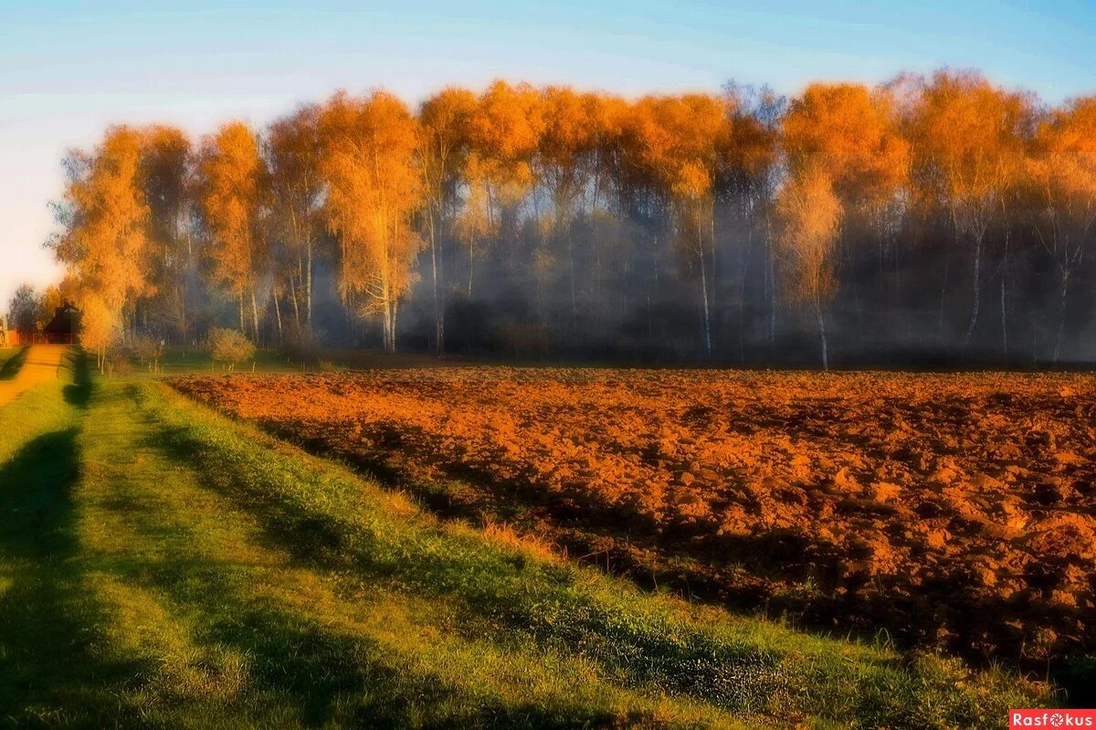 осени дым. листья жгут. пейзаж лес. идеи для фото с дымом осенью дети. осенний парк костер.