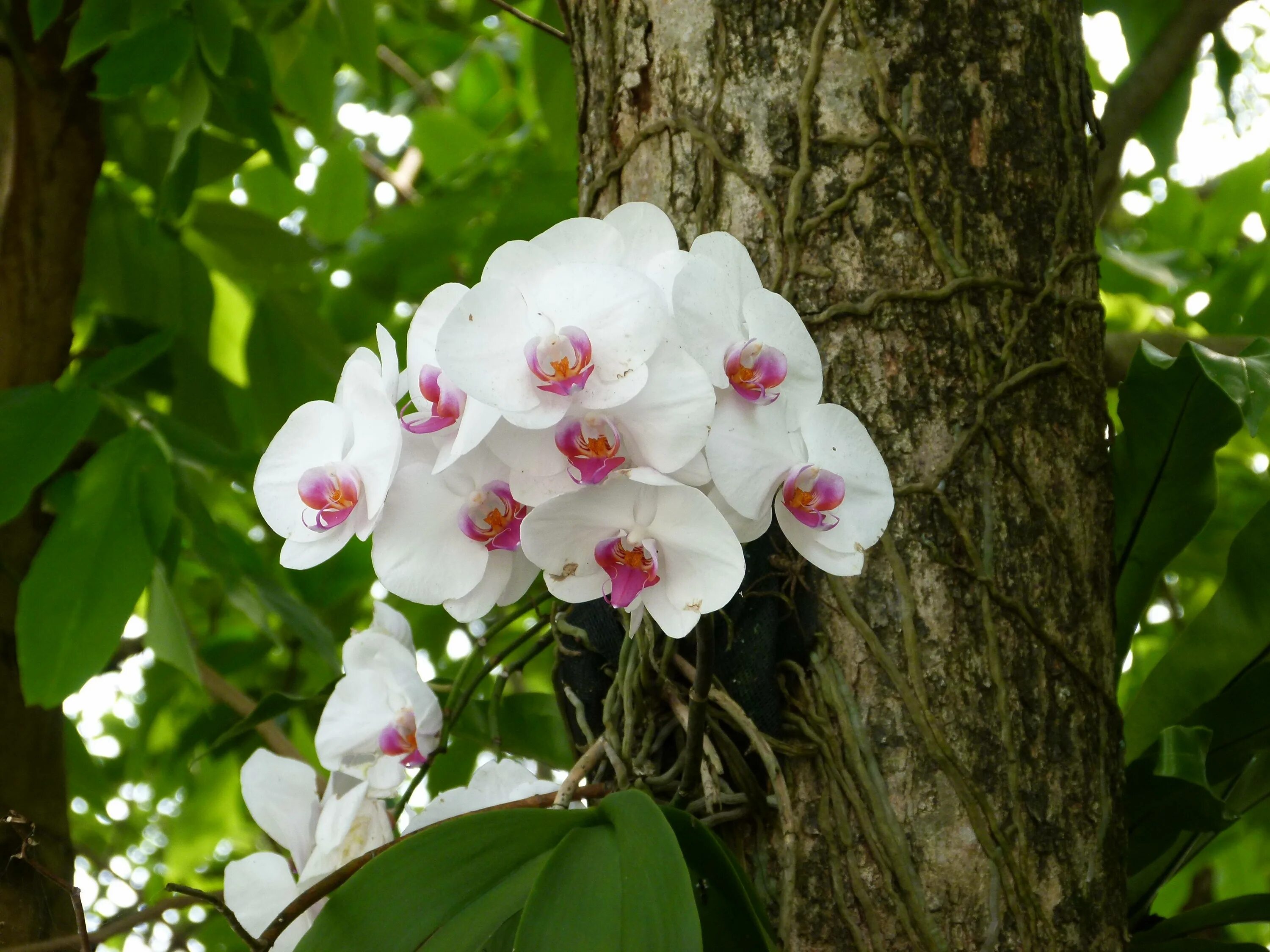 Как растут орхидеи в дикой. Орхидея эпифит. Орхидея фаленопсис в дикой природе. Фаленопсис эпифит. Эпифиты орхидеи фаленопсис.