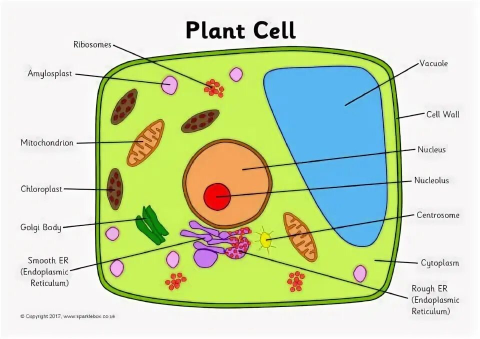 Plant Cell 2d. Plant Cell Worksheet. Plant Cell Wight Black. Plant Cell 2d Simplified. Рисунок модели клетки