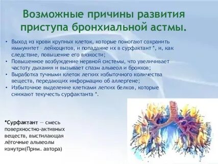 Развитие бронхов