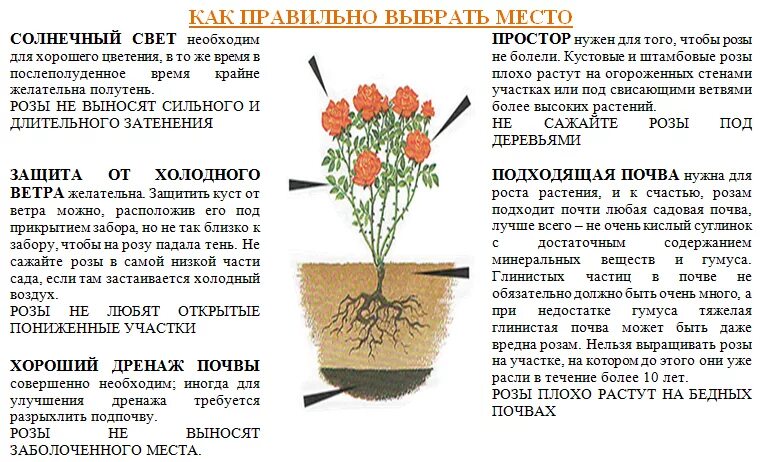 Высота саженца розы 10. Плетистые розы посадка весной. Посадка плетистой розы весной. Посадка чайно гибридных роз. Посадка чайно-гибридных роз весной.