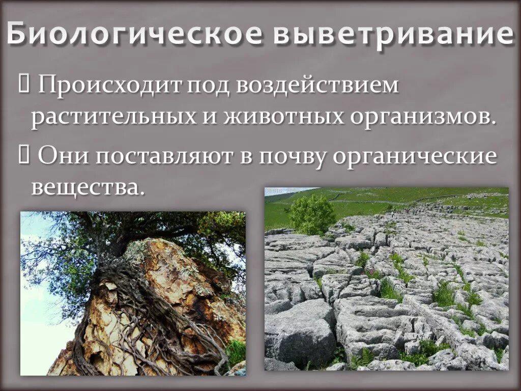 Выветривание горных пород. Биологическое выветривание. Биологическое (органическое выветривание). Биологическое выветривание горных пород. В результате выветривания образуются