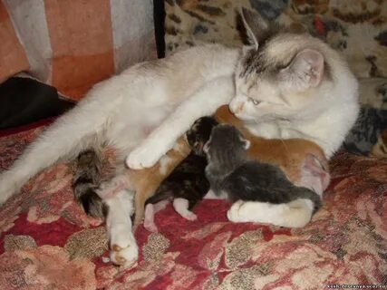 У кошки муси 3 котенка
