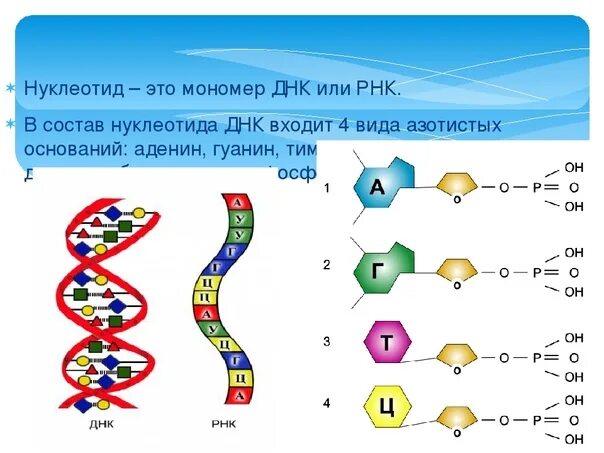 Нуклеоиды рнк. Строение нуклеотида РНК. Нуклеотид состоит из. Связи в РНК между нуклеотидами. Нуклеотиды ДНК И РНК.