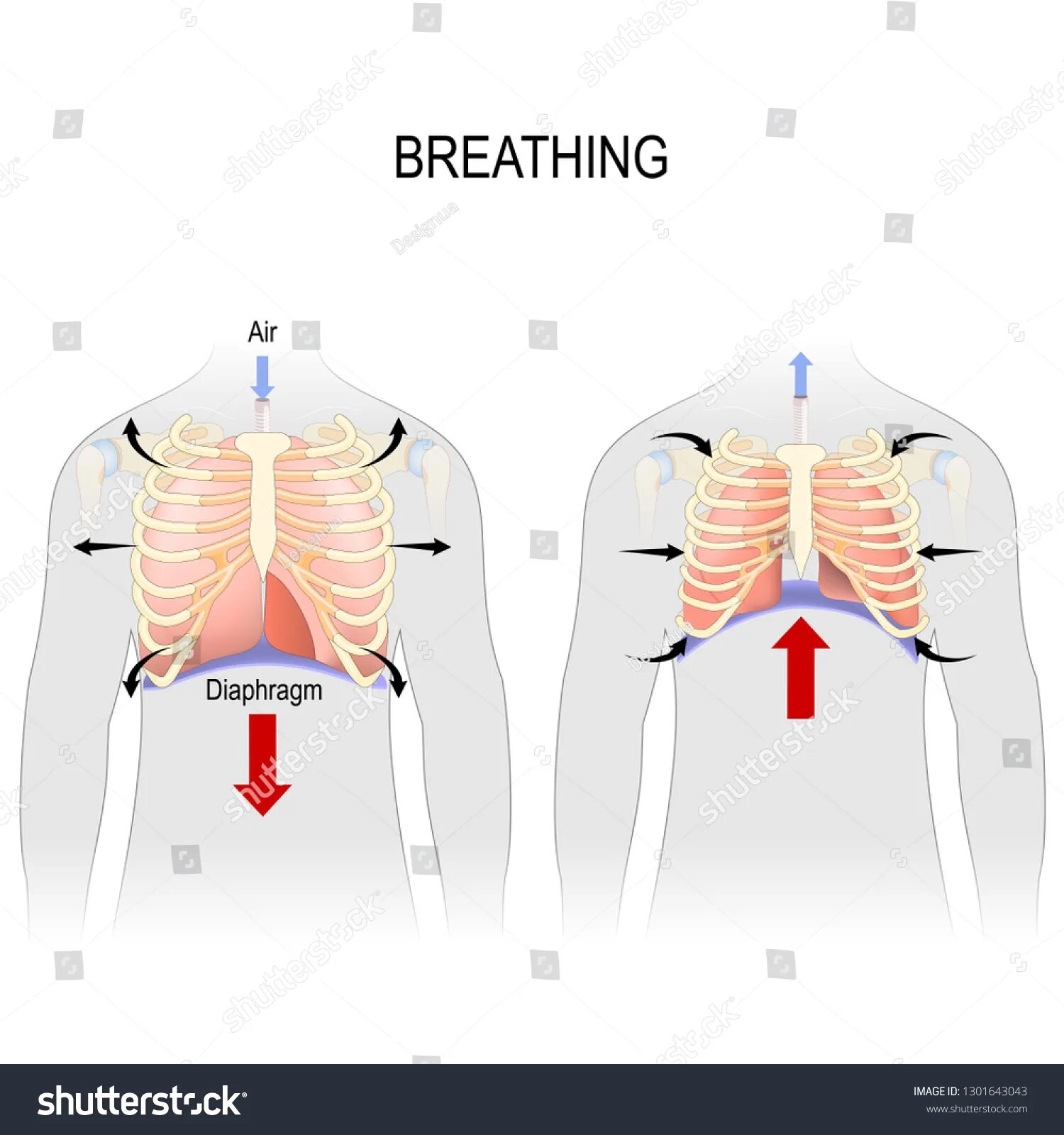 Движение диафрагмы при дыхании. Дыхательные движения диафрагма. Диафрагма вдох и выдох. Дыхательные движения грудной клетки. Роль грудной клетки в процессе дыхания