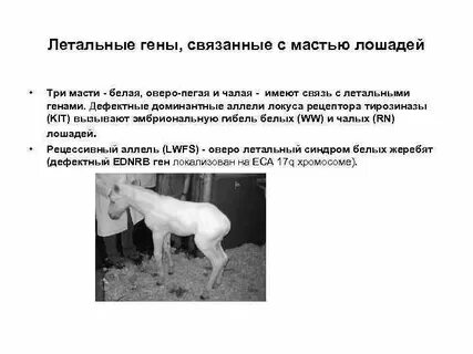 У лошадей действие генов вороной