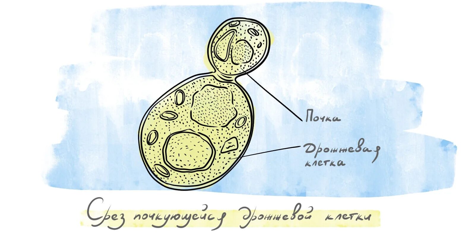 Дрожжи для самогона - какие выбрать? Все о дрожжах.