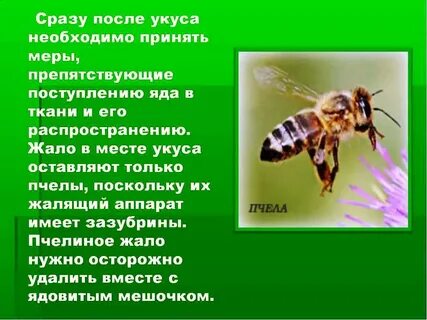 Укусы насекомых что делать после