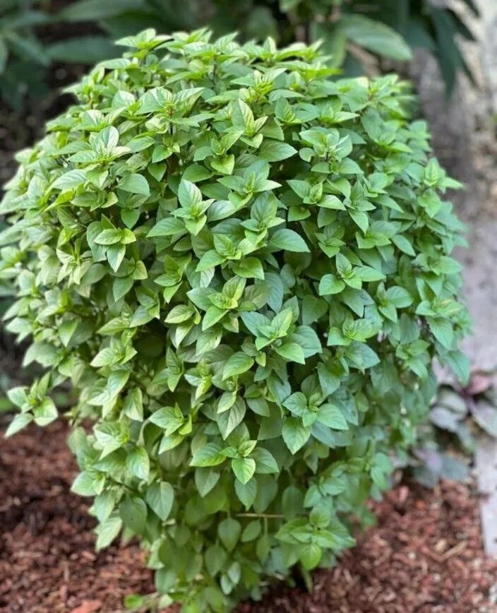 Кипрский базилик. Кипрский базилик растение. Сорт базилика гвоздичный. Кипрский базилик. Кипрский базилик растение.