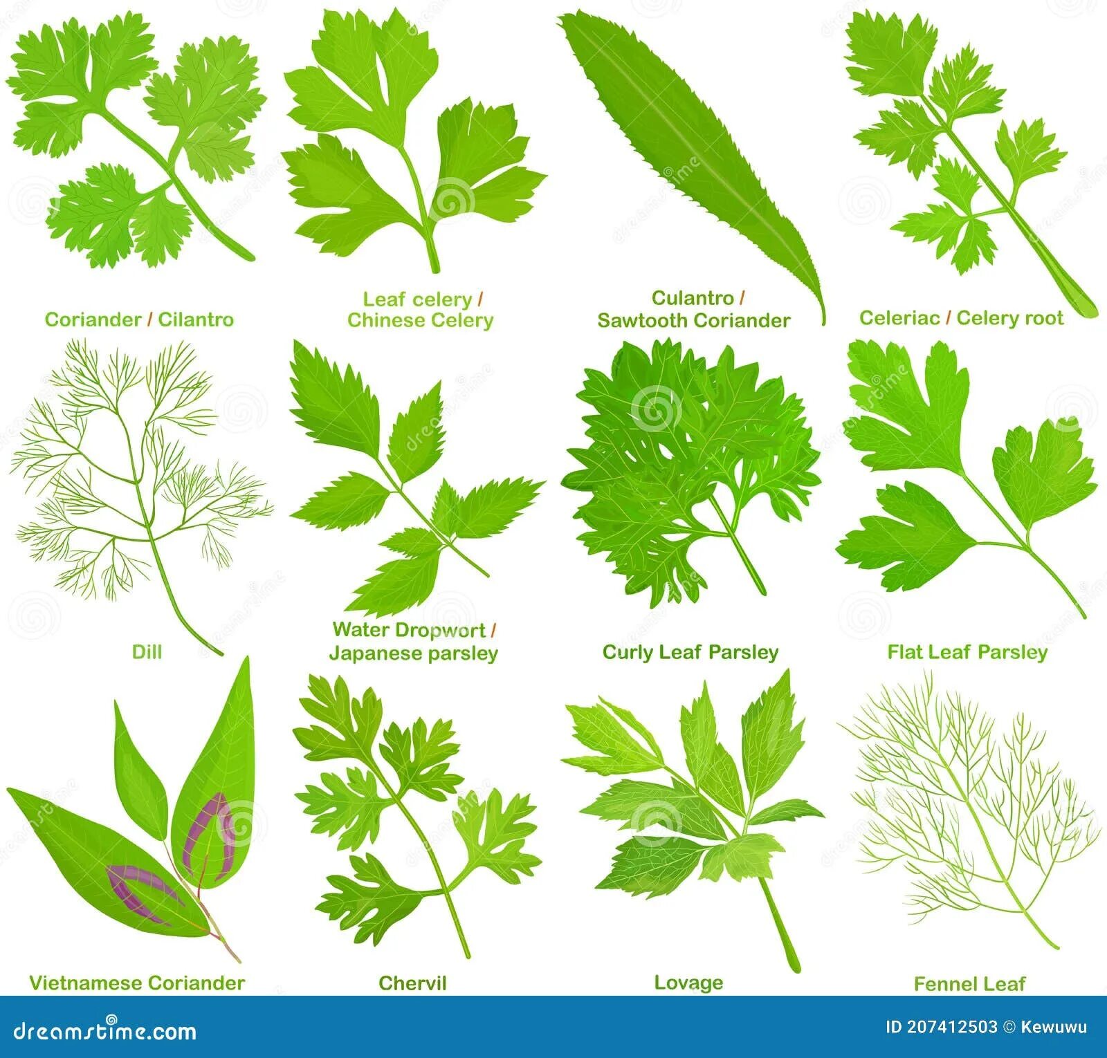 Кинза сельдерей петрушка. Листик кинзы и петрушки. Петрушка кориандр кинза. Как отличить петрушку от кинзы. Кинза и петрушка.