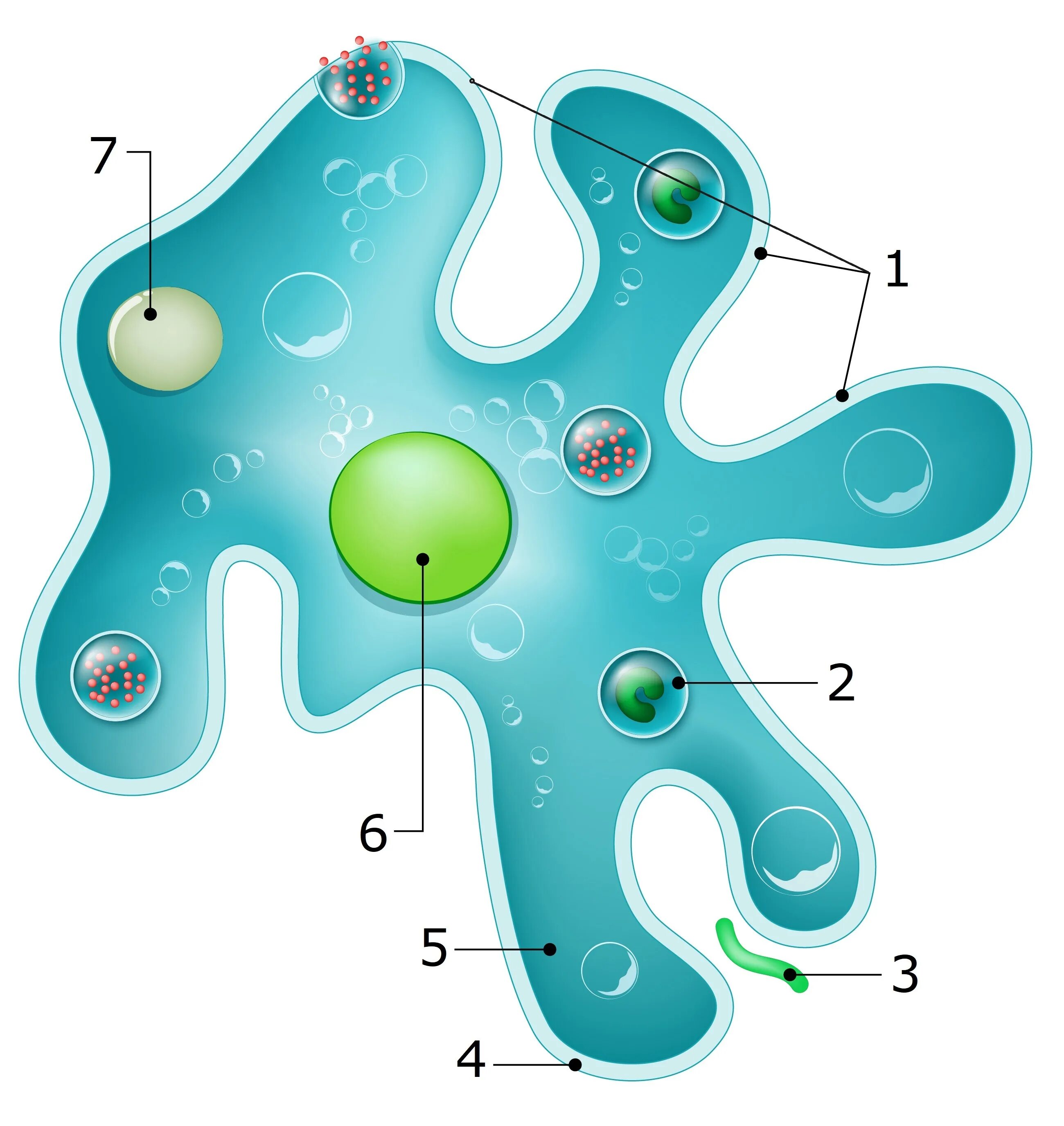 Пищеварительная вакуоль рисунок. Радиолярии амебы. Эктоплазма у амебы. Ложноножки у амёбы. Органеллы амебы.