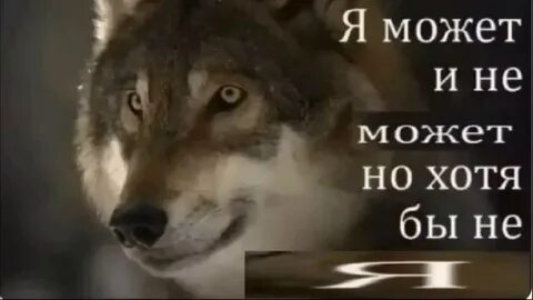 Безумно можно быть мем волк