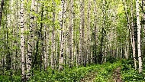 В этой роще березовой слушать