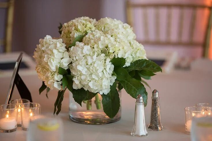 Cómo hacer esquejes de hortensias Flowers for you, Flower images, Decor
