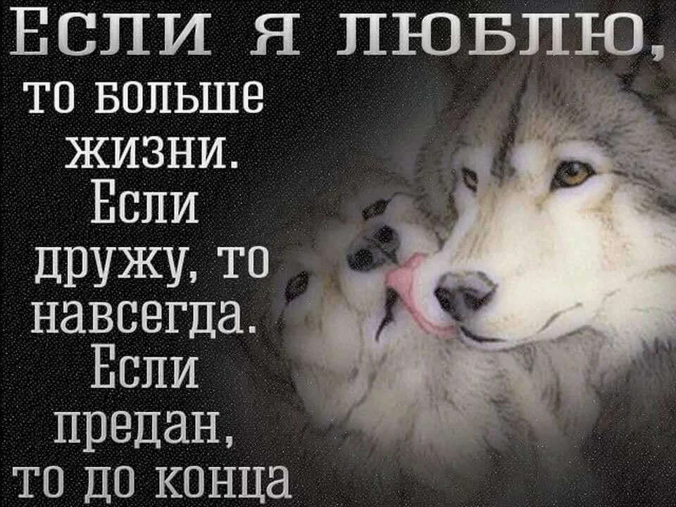 Волк не предаст. Цитаты волка про любовь. Волчьи цитаты про любовь. Цитаты про Волков и любовь. Предательство как жить