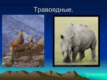 Бобер хищник или травоядное