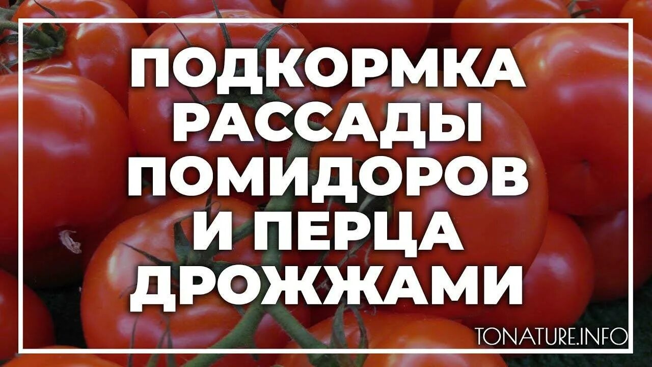 Дрожжевая подкормка для рассады помидор и перцев