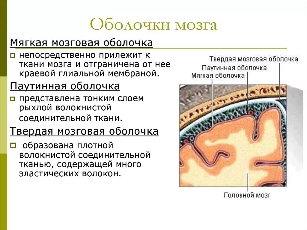 Мягкая оболочка головного мозга функции. Перечислите оболочки головного мозга и их функции. Опишите строение оболочек головного мозга. Мягкая оболочка мозга строение.