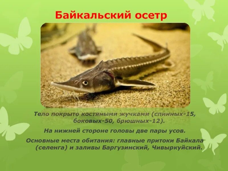 Растения и животные красной книги республики бурятия. Байкальский осетр красная книга. животные красной книги в бурятии. красная книга бурятии рыбы. животные из бурятии из красной книги.