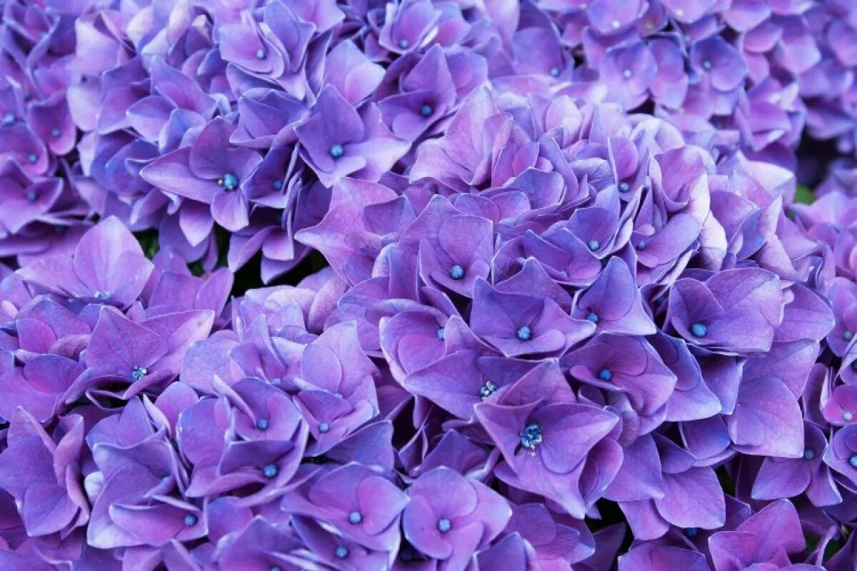 Цветы фиолетового цвета названия и фото. Гидрангея Лавандер.