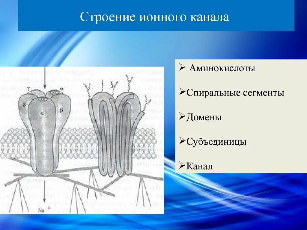 Домен канал. Строение ионного канала мембраны. Строение ионного канала. Структура ионного канала. Схема строения ионного канала.