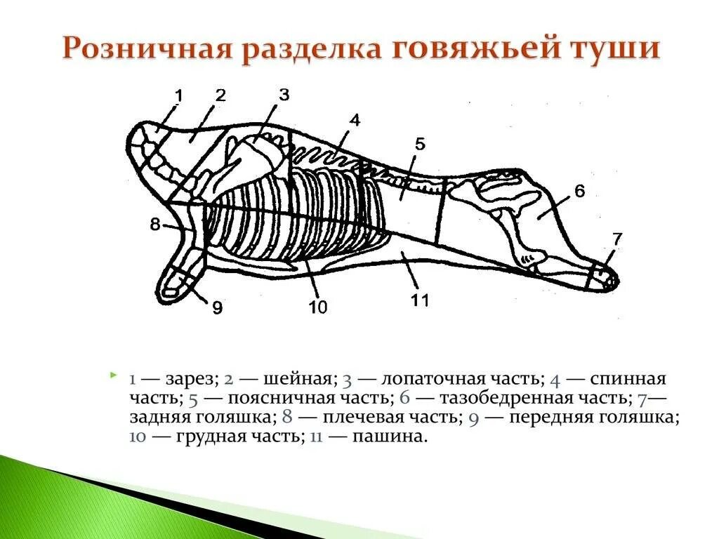 Схема разруба туши телятина. Части говяжьей туши схема. Классификация схема разруба говяжьей туши. Схема кулинарного разруба говяжьей туши. Названия частей свиньи