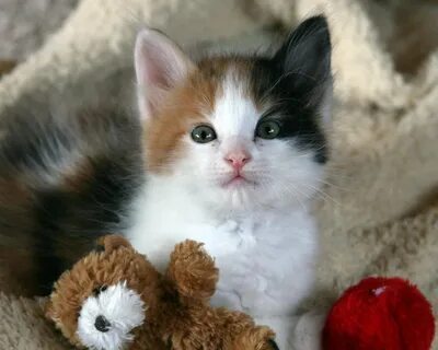 Kitties galleries