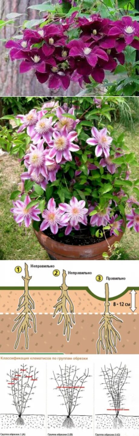 Az egyik legszebb kerti növény, ami a ház falára is felfuttatható! Clematis plan