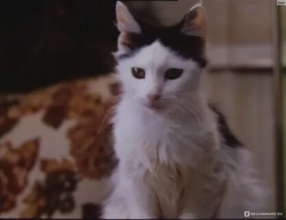 Котенок 1996