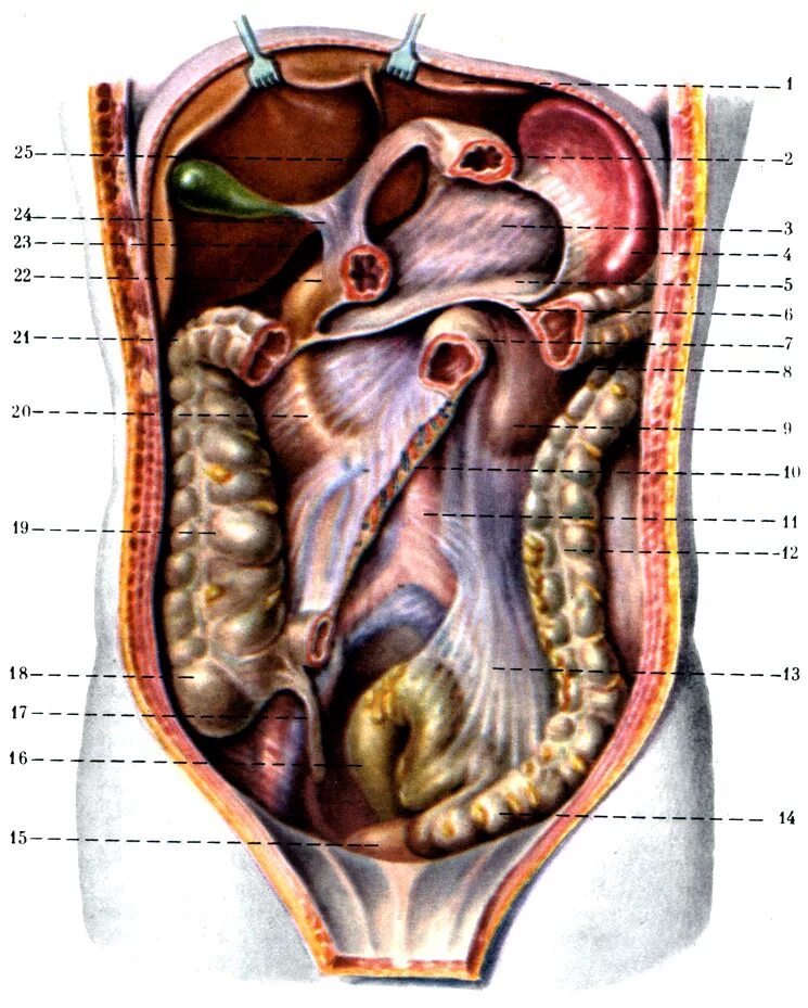 Внутренняя часть живота. Брюшина топографическая анатомия. Топография брюшины анатомия. Строение брюшины и брюшной полости.
