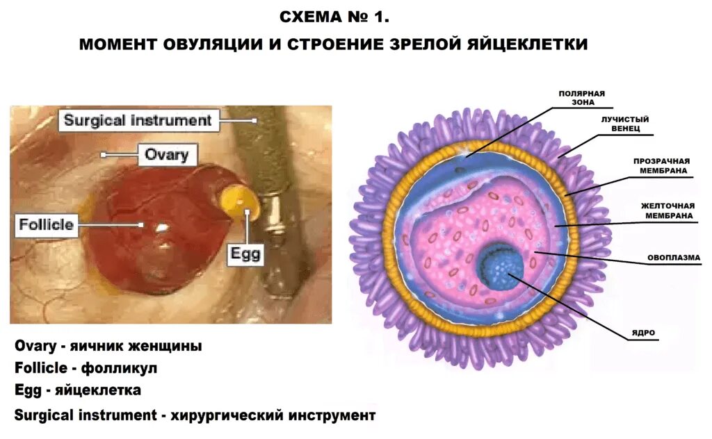 Строение фолликула яйцеклетки. Как выглядит человеческая яйцеклетка. Строение яйцеклетки человека схема.