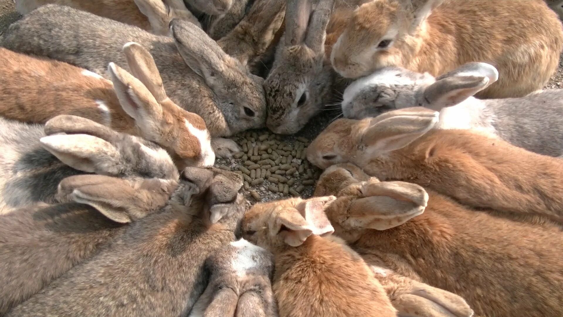 В питомнике живет несколько кроликов разного. Окуносима. Кролики в Австралии Нашествие. Остров Окуносима. Остров кроликов в Японии.