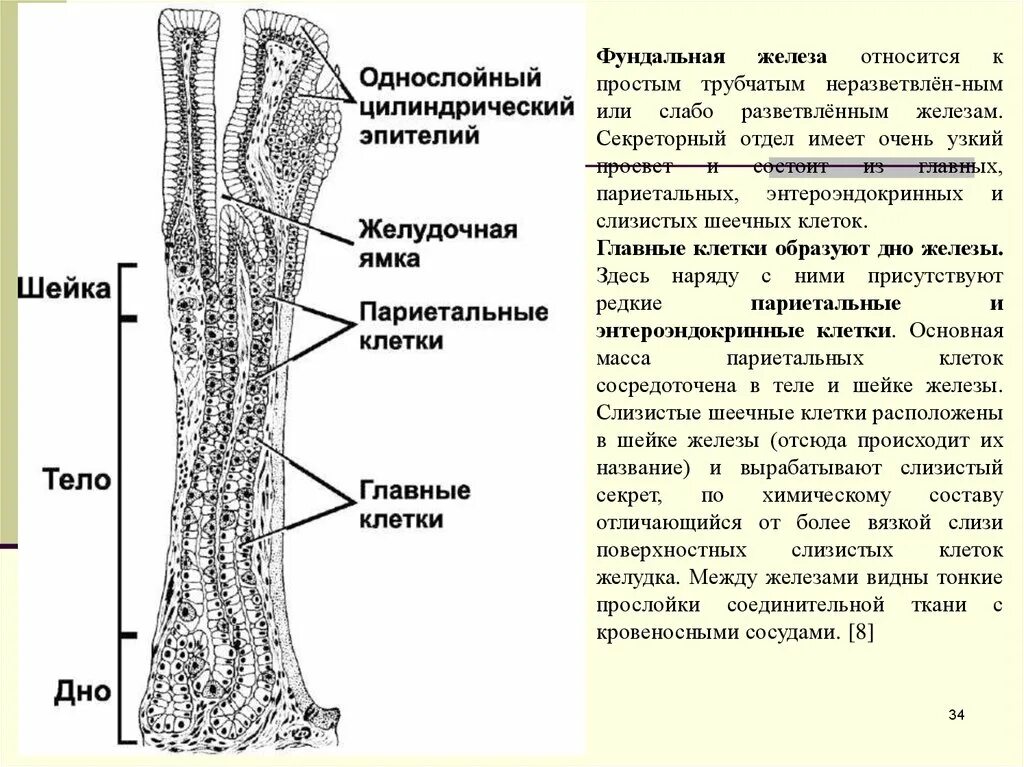 Железы желудка строение. Строение фундальной железы желудка. Схема строения фундальной железы желудка. Клетки железы желудка гистология. Собственные фундальные железы желудка гистология.