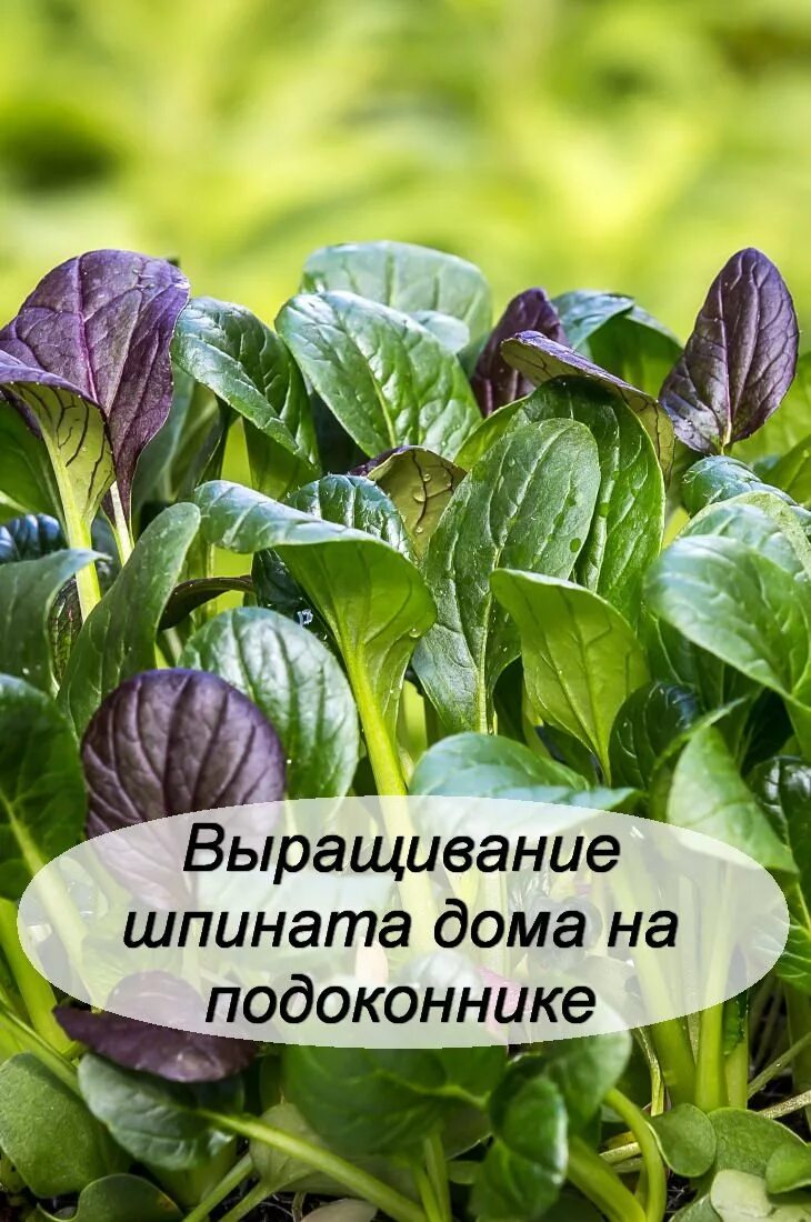 Вырастить шпинат на подоконнике зимой. Всхожий шпинат. шпинат вырастить. шпинат на подоконнике. шпинат в горшке.