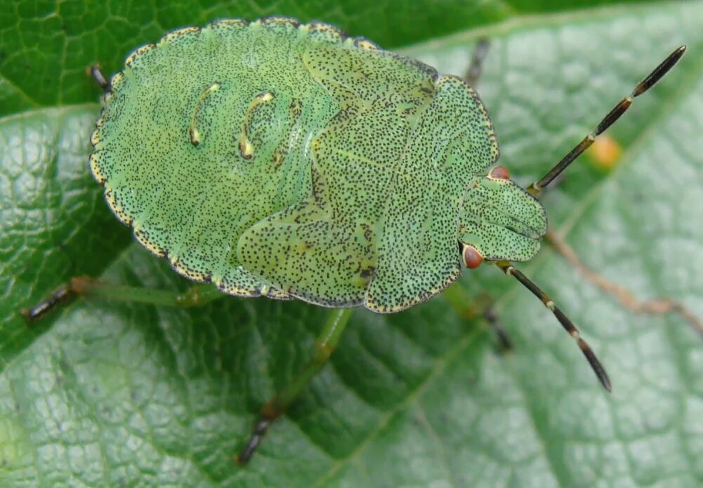 Какое развитие характерно для клопа щитника ягодного. Щитник зеленый Palomena prasina. Личинка щитника. Клоп щитник зелёный, нимфа. Личинка щитника зеленого.