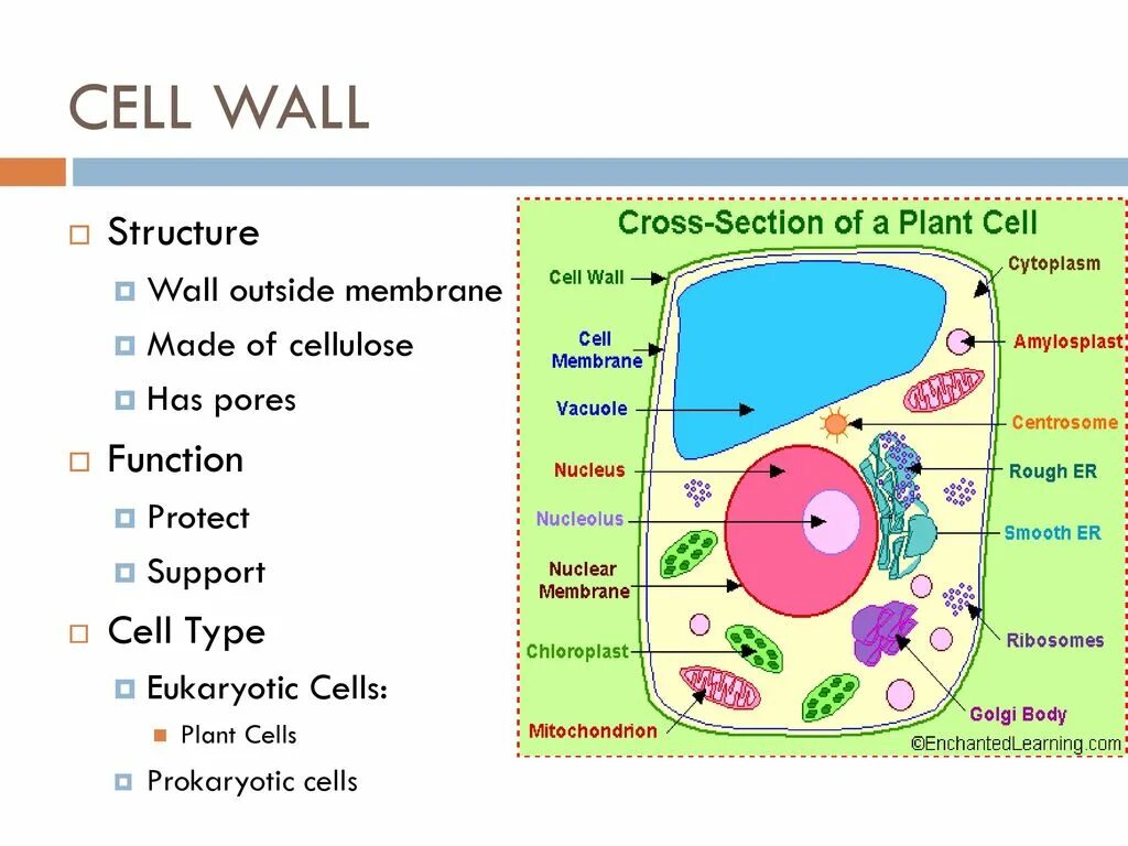 Plant Cell Wall structure. Cell Wall Plant Cell. Cell Wall and Cell membrane. Function of Cell Wall.