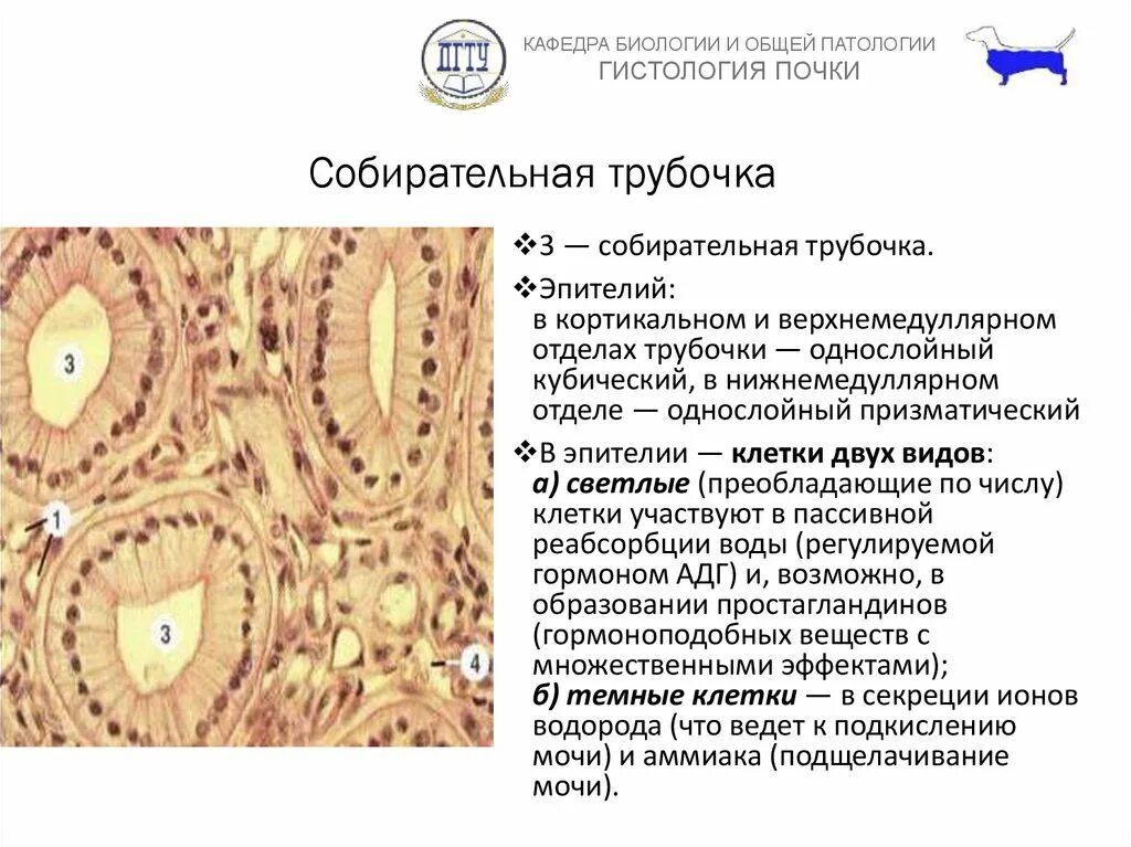 Какую функцию выполняет гистологический препарат