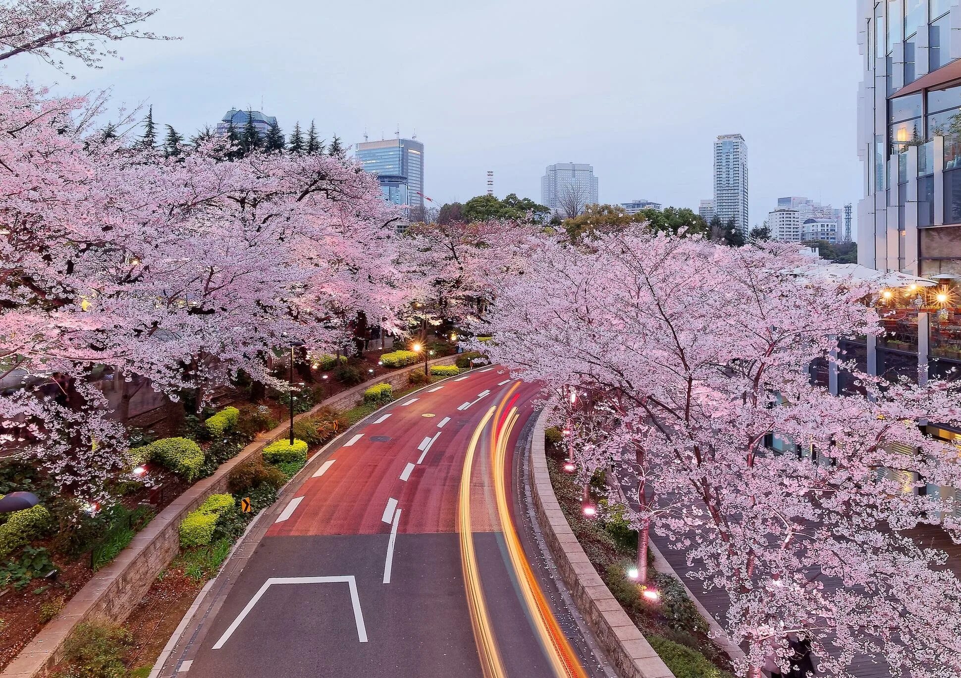 Yellow spring road япония. Черри блоссом в Токио. Токио 2023 Сакура цветет. Токио романтика. Деревья Сакуры в Токио.