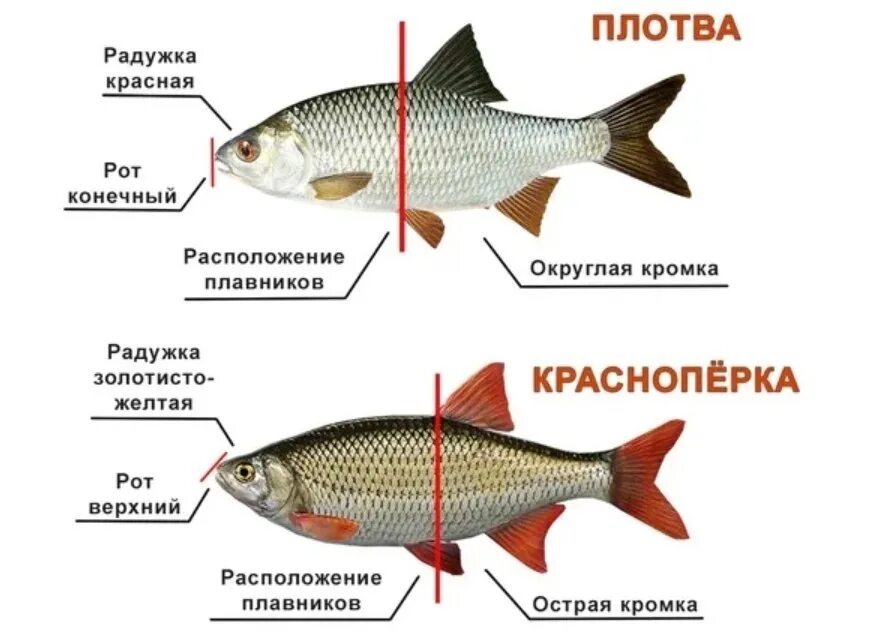 Как отличить рыбу. Сорожка плотва красноперка. Плотва вобла красноперка отличие. Чебак красноперка плотва. Плотва чебак красноперка отличия.