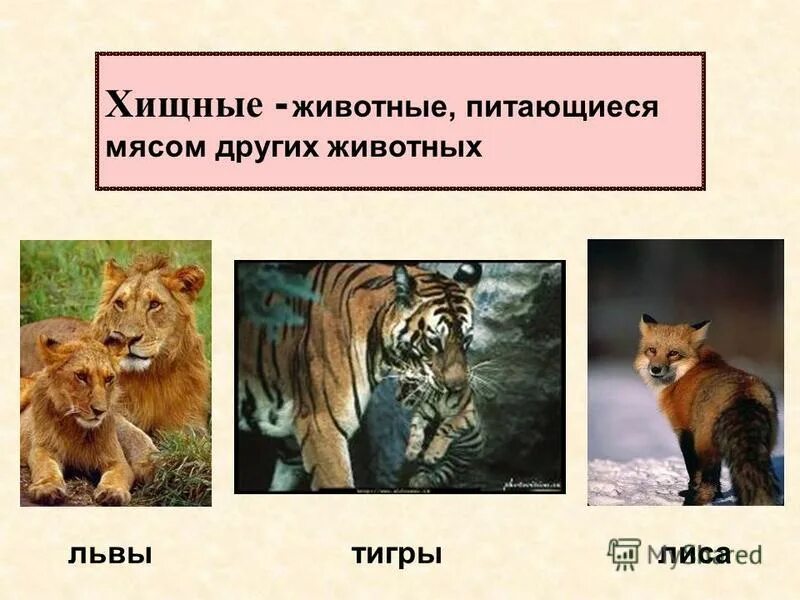 Львица на охоте. Хищные животные 3 класс окружающий мир. Хищники и травоядные животные. Хищные животные. Львица лев тигр.