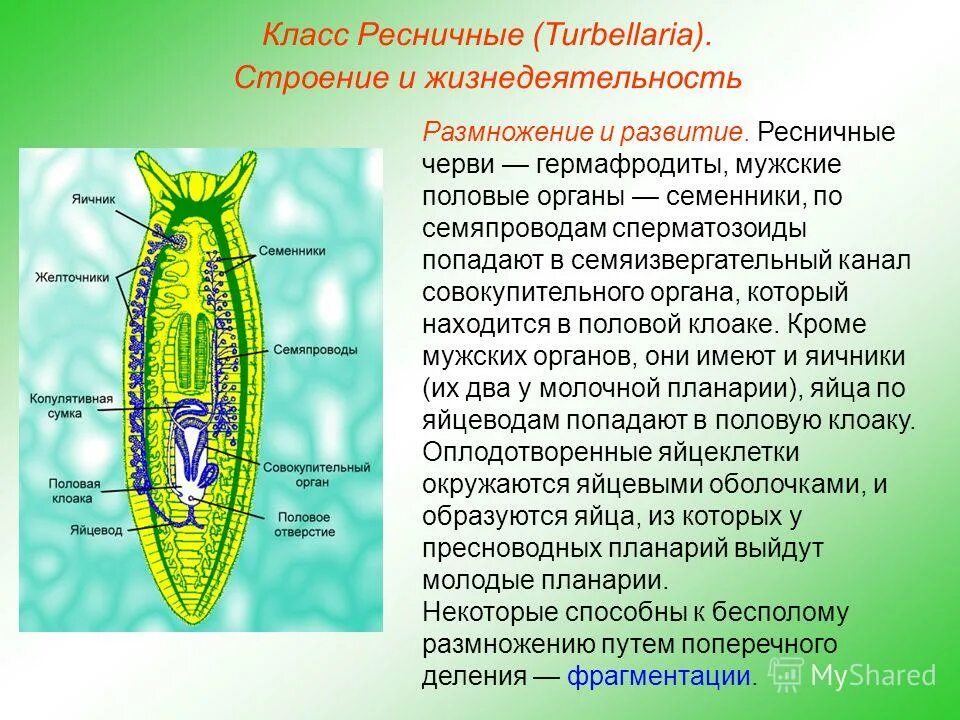 Особенности жизнедеятельности червя. Ресничные черви молочная планария. Плоский червь планария строение. Ресничные черви размножение. Тип плоские черви класс Ресничные.