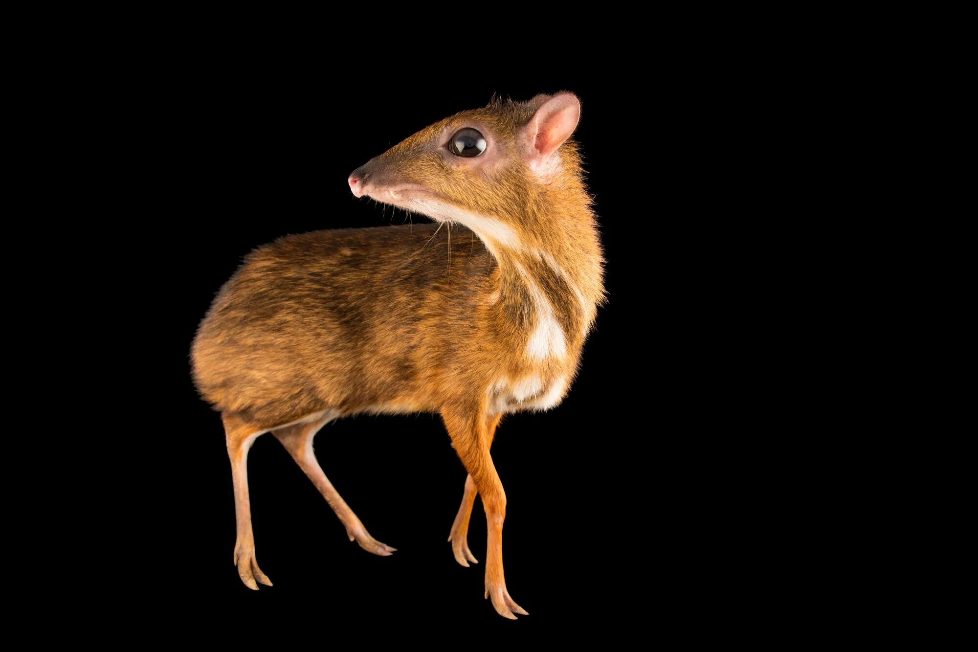Мышевидный олень канчиль. Олень канчиль. Мышевидный олень канчиль. Мышиный олень. Мышиный олень.