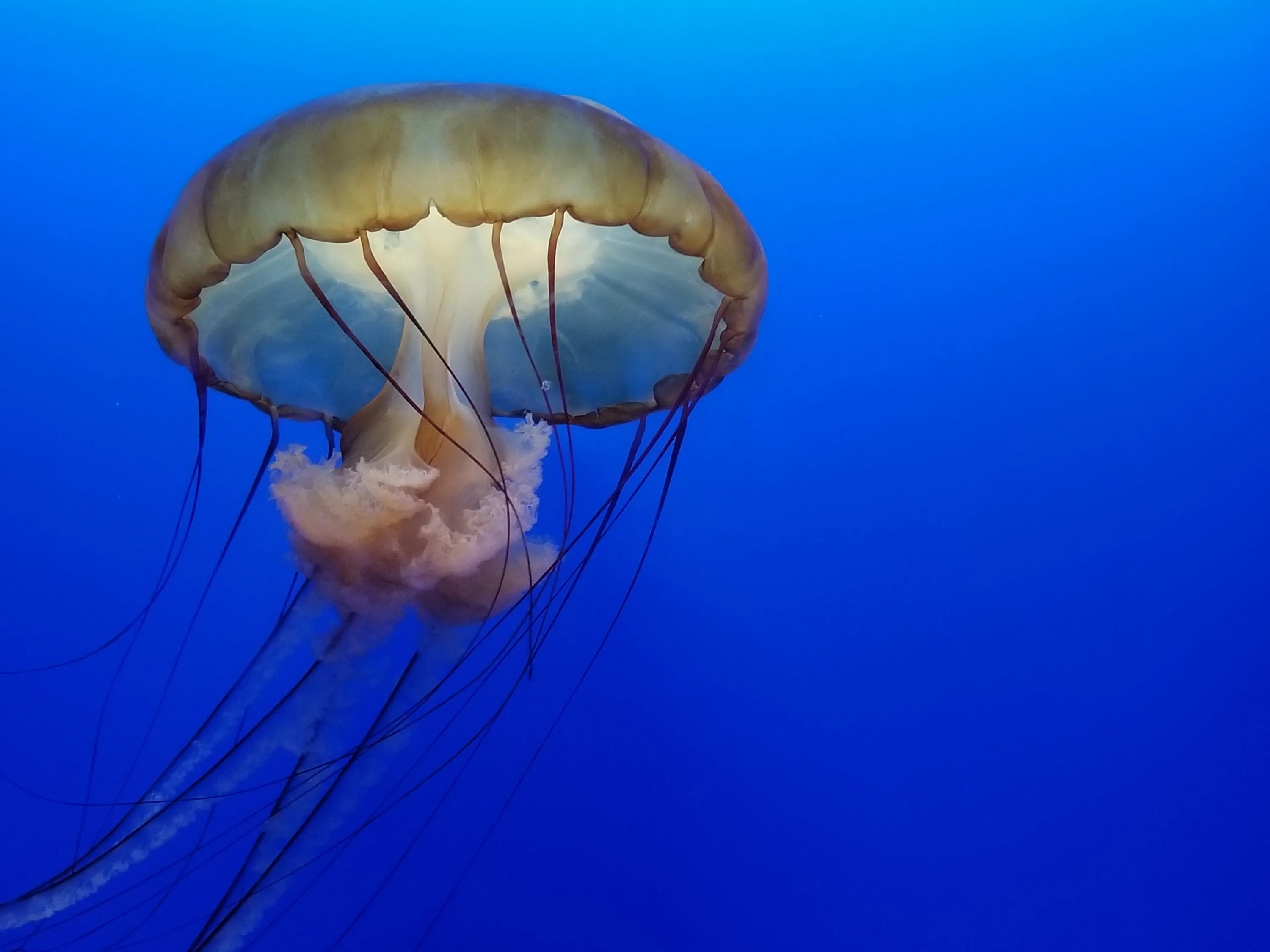 Сцифоидные медузы. Средневодная медуза. Медуза Сердцевидка. Пурпурополосая медуза.