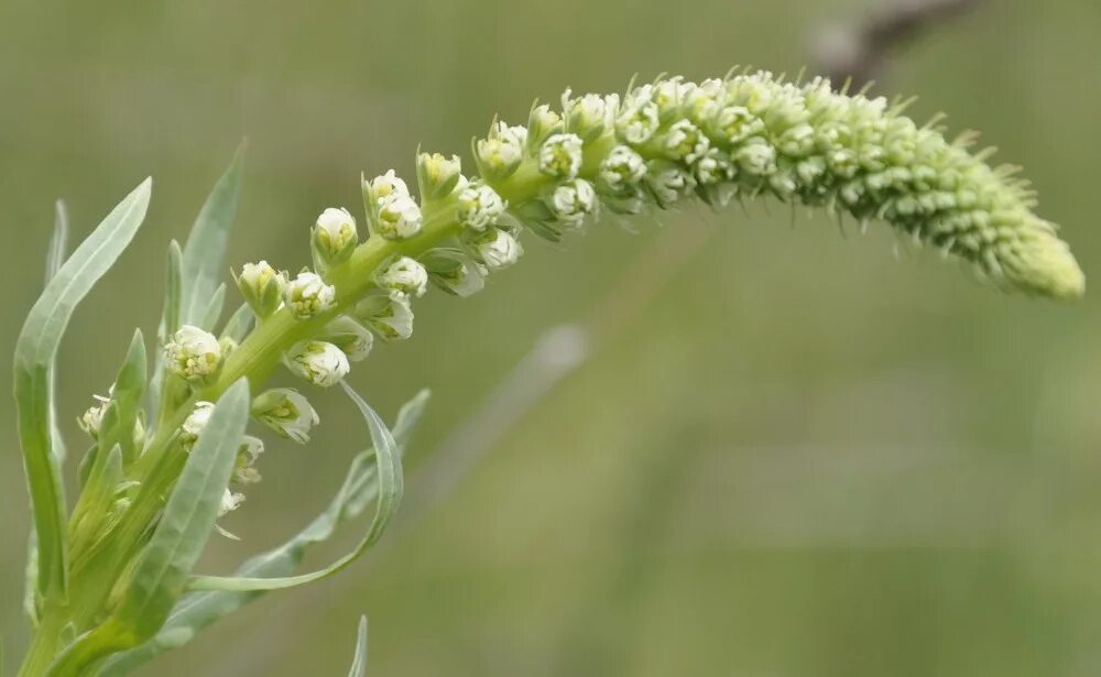 Резеда душистая. Цветок Резеда душистая. Reseda odorata. Резеда душистая красная. Резеда мин