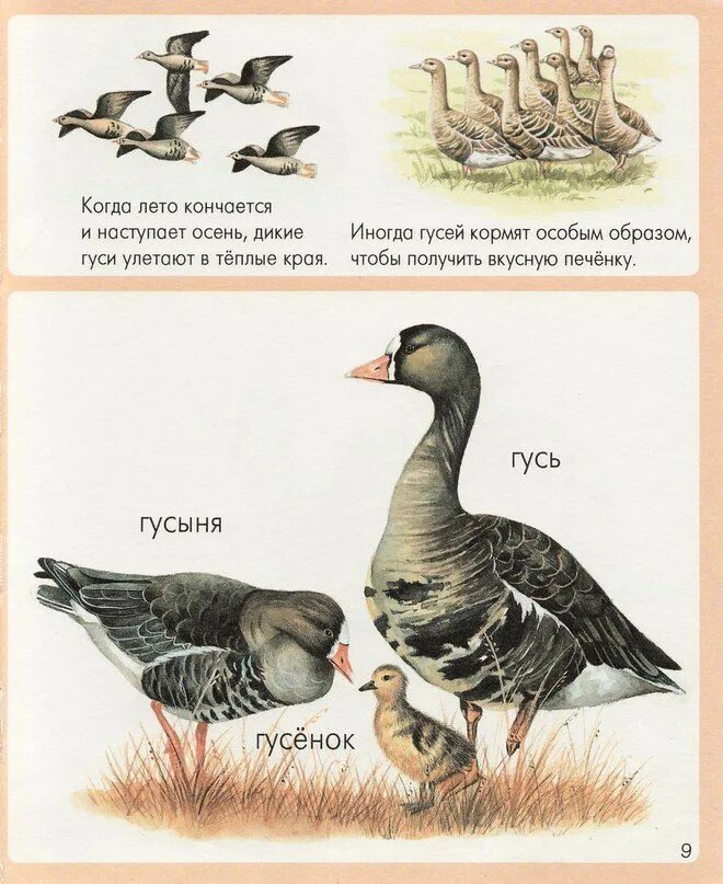 Как зовут детей гусей