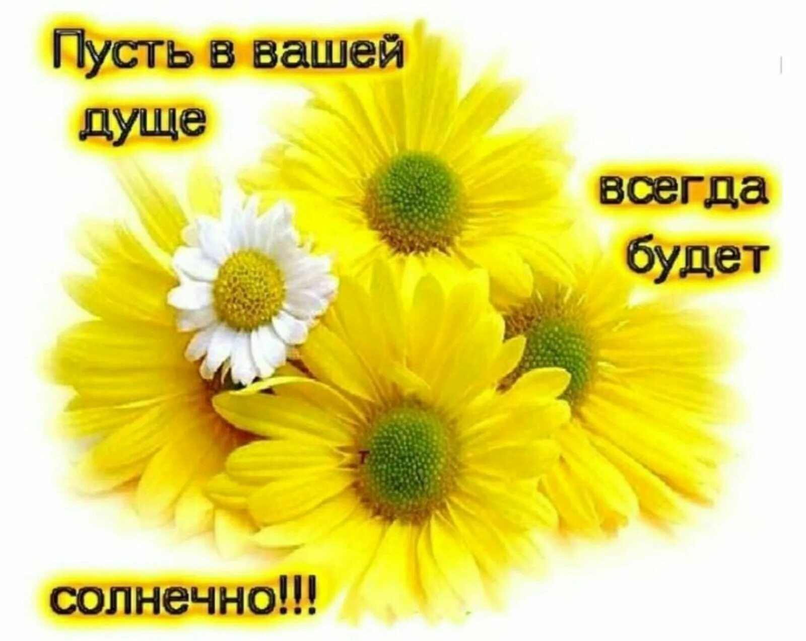 огоньки цветы. душевного тепла и солнечного настроения. в душе всегда тепло. осень дождь. душевного тепла и солнечного настроения.