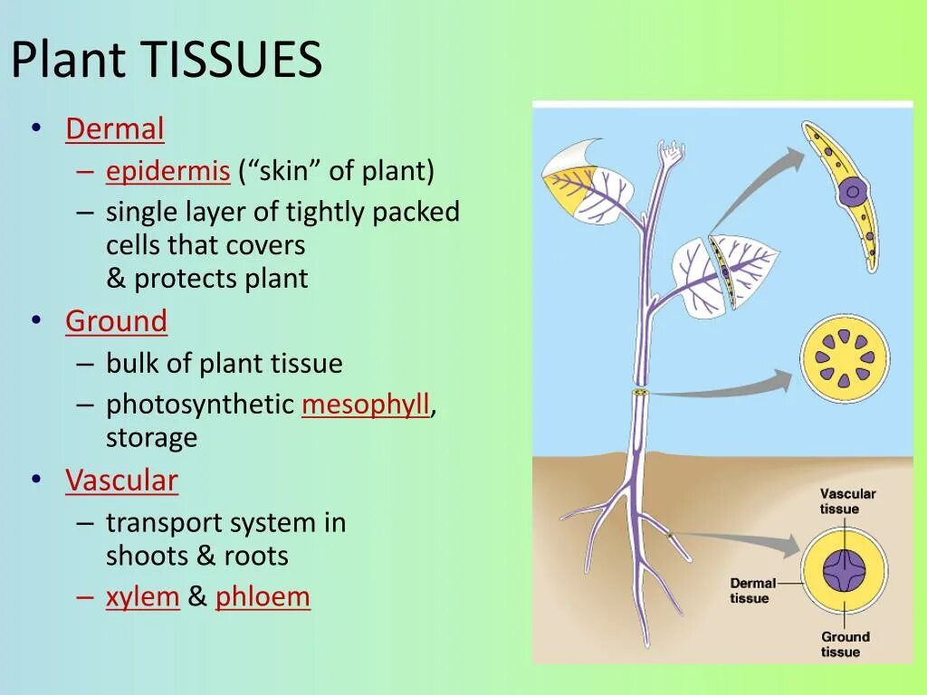 Plant tissues