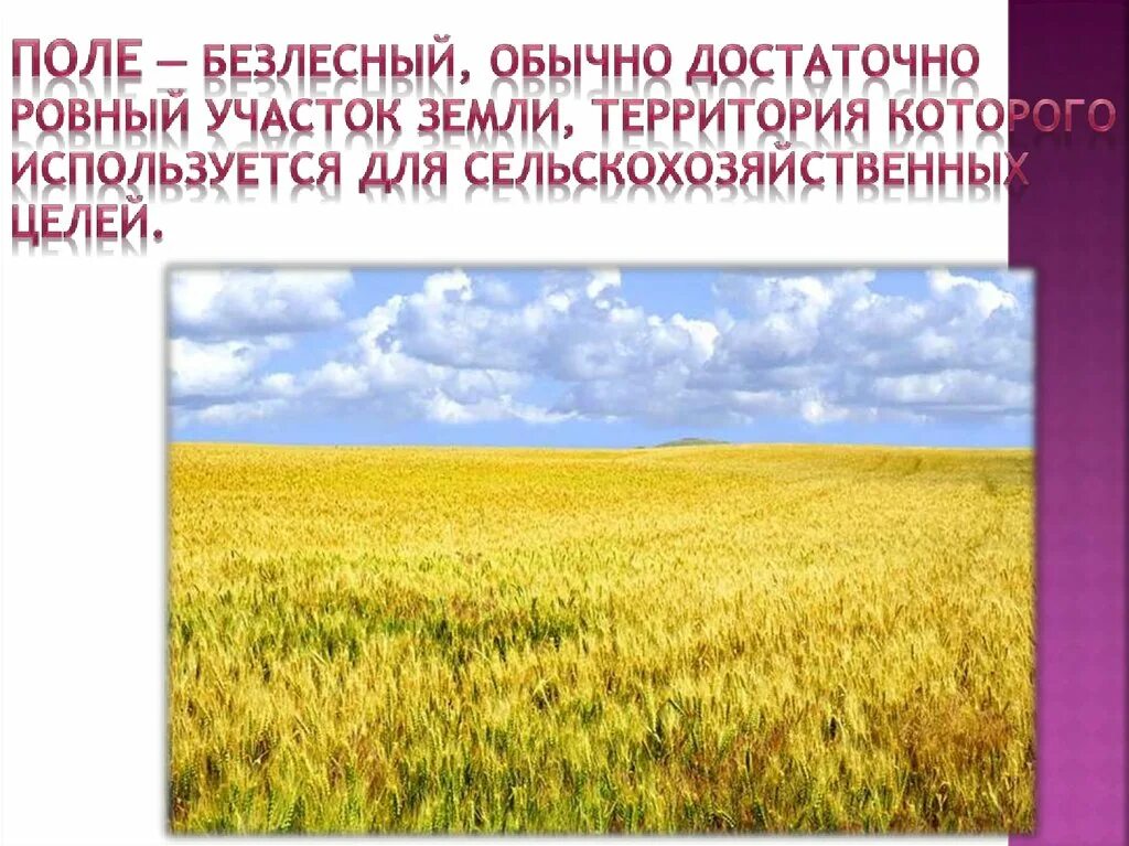 Поле сообщение 3 класс. Рассказ о поле. поле и его обитатели. поля в проекте. растения и животные поля.
